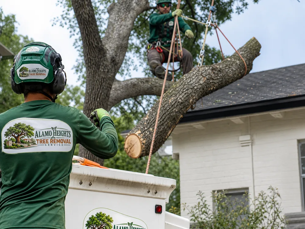 Crew using ropes and rigging to lower a large damaged limb near a residential roofline