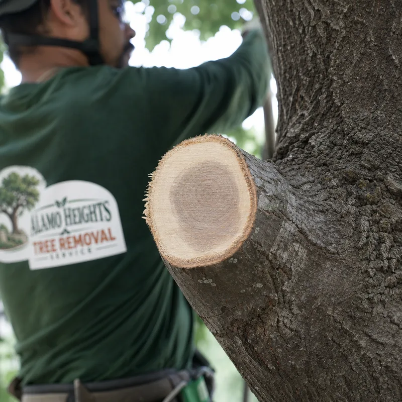 Close-up of a clean pruning cut with the branch collar intact